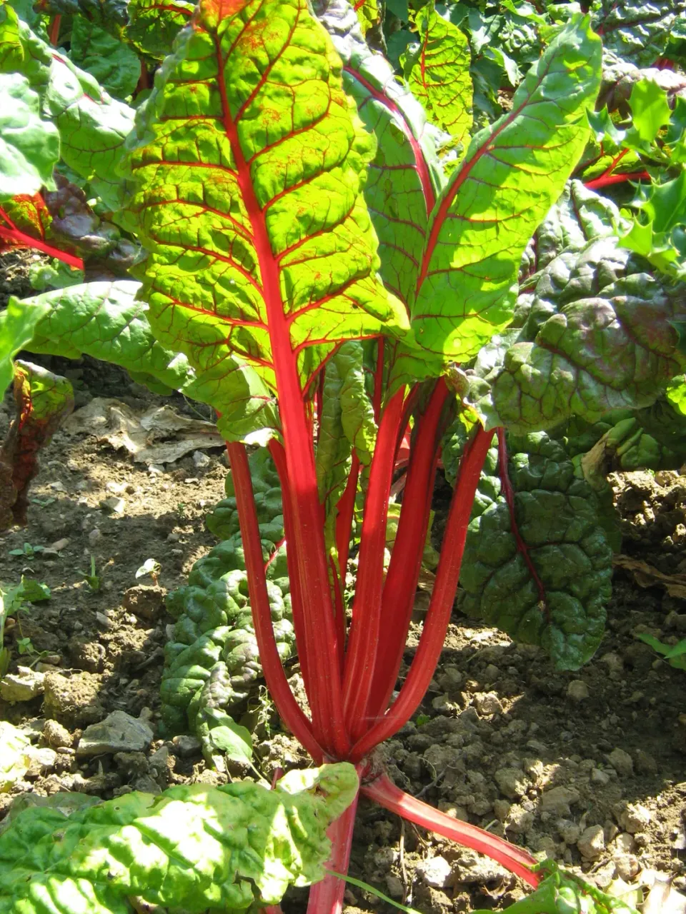The Natural World Snijbiet Rhubarb Chard zaden rode steel