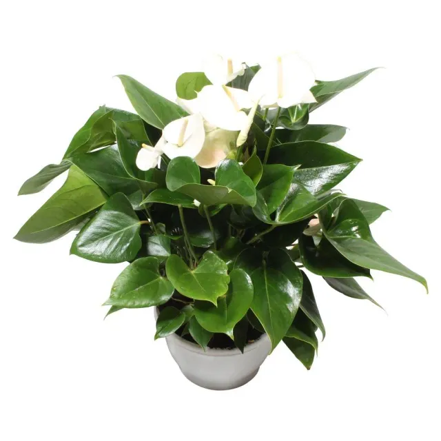 XL-Bloom YoungPlants XL.72 jonge plant White wit
