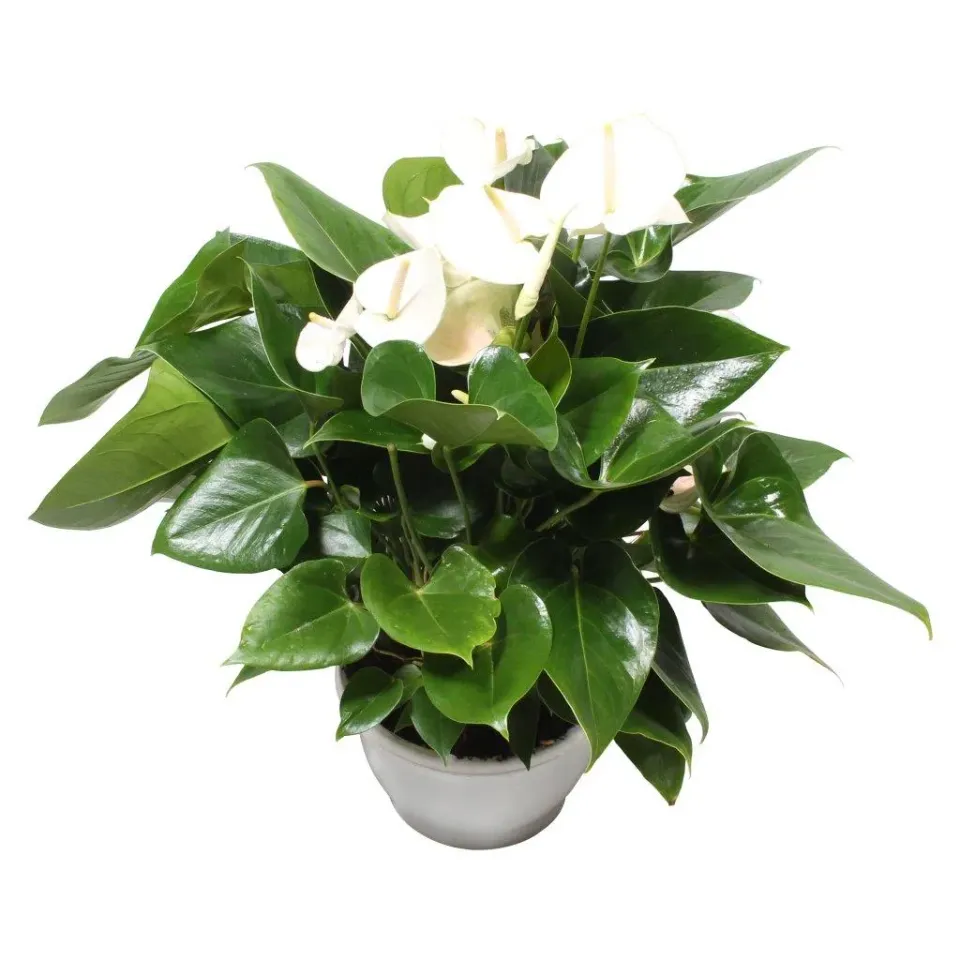 XL-Bloom YoungPlants XL.72 jonge plant White wit