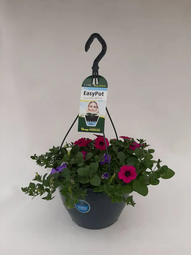 Dekko Hangpetunia Mix balkonplant hangend