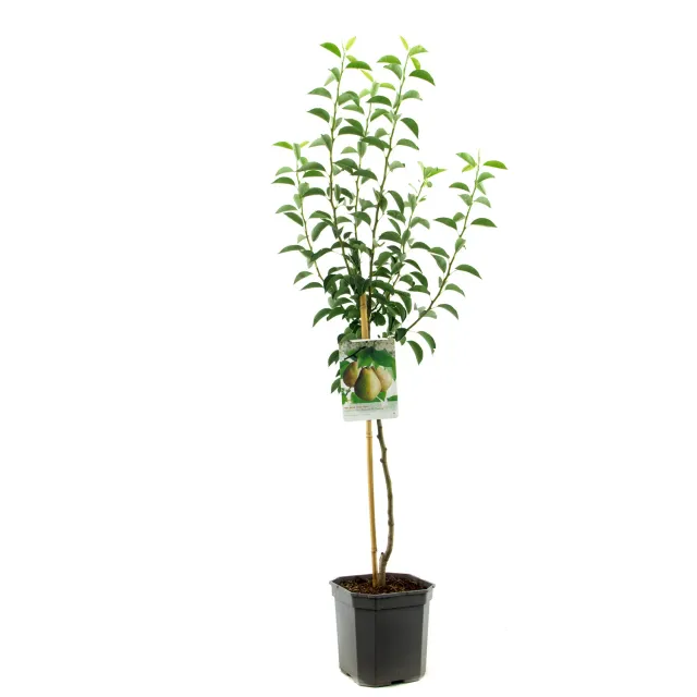 Tuincentrum Heerdink Doyenne du Comice handpeer fruitboom