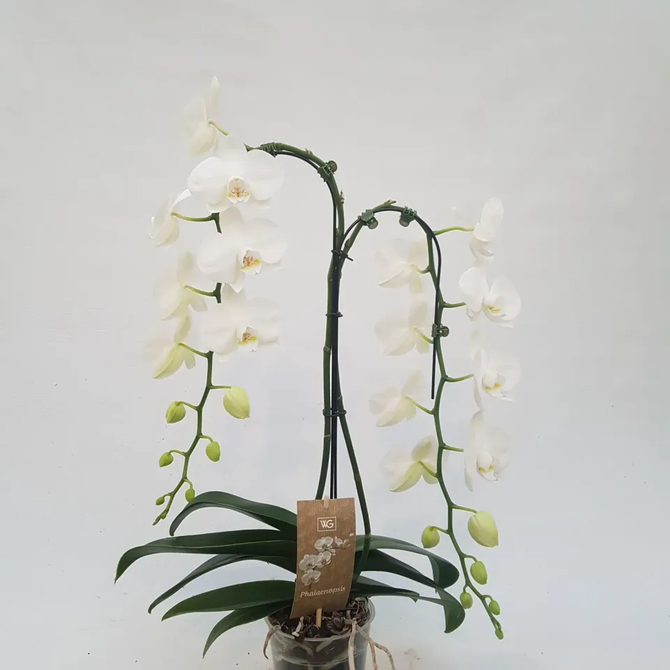 Tuincentrum Heerdink Phalaenopsis orchidee boog bloeiend