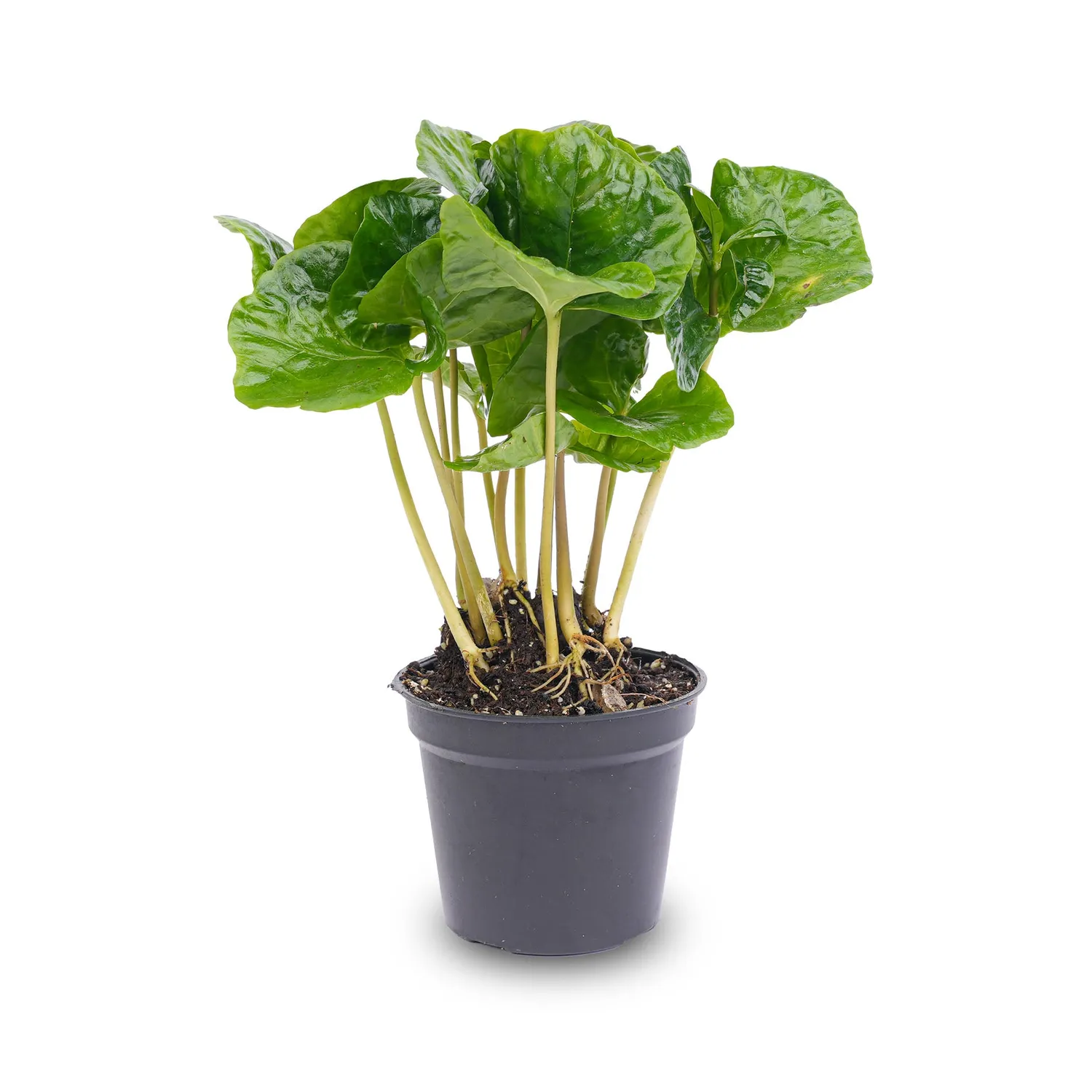 Urbanjungl Coffea Arabica koffieplant 15-20 cm pot 6 cm