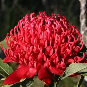 The Natural World Telopea Brainwood Purple tuinplant paars
