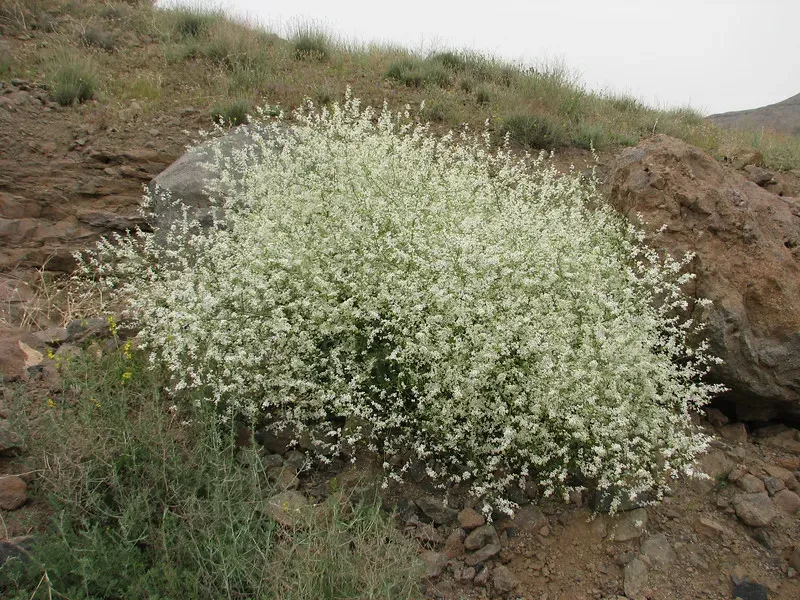 The Natural World Crambe orientalis eetbare plant