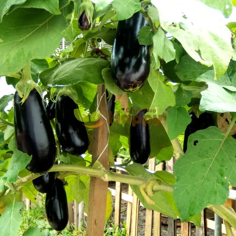 The Natural World Aubergine Black Beauty aubergineplant