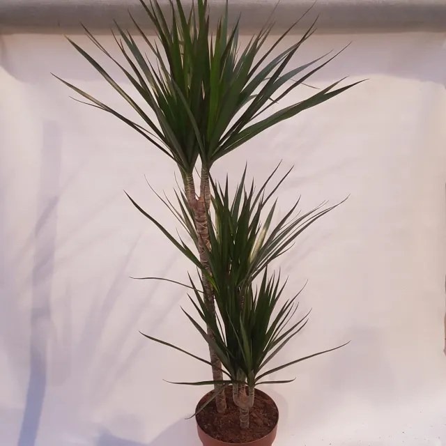Tuincentrum Heerdink Dracaena Marginata kamerplant 130 cm roodrand