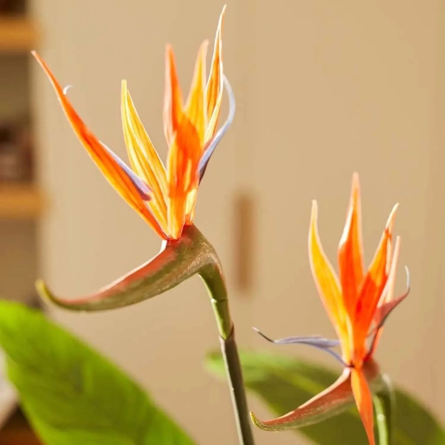 Urbanjungl Strelitzia kunstplant met bloemen 120 cm zwarte pot