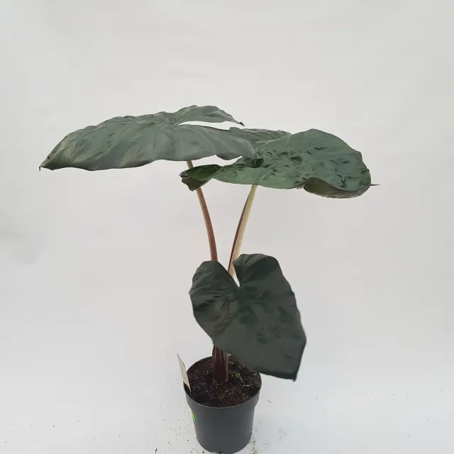 Alocasia wentii olifantsoor kamerplant
