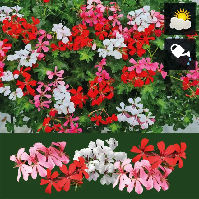 Huyskweker Gameren Hanggeranium mix FM balkonplant