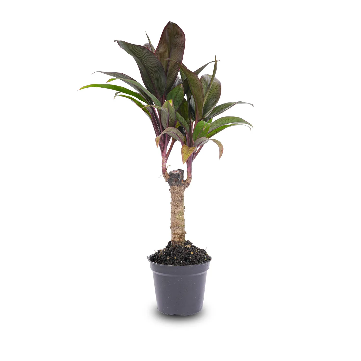Urbanjungl Cordyline fruticosa Purple Compacta mini-palm