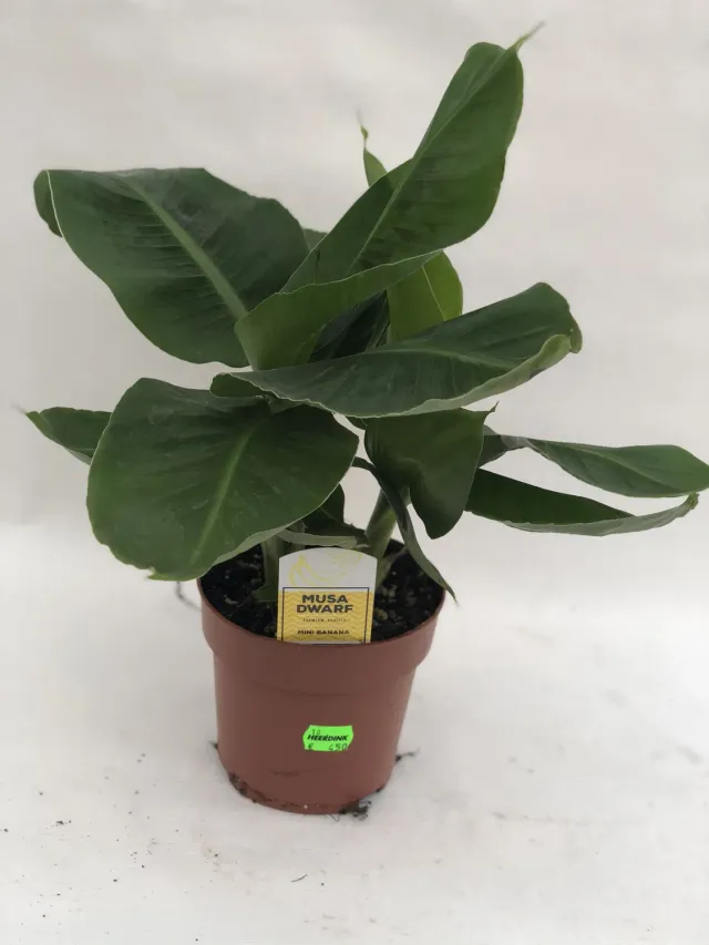 Tuincentrum Heerdink Dwarf Cavendish banaan Musa