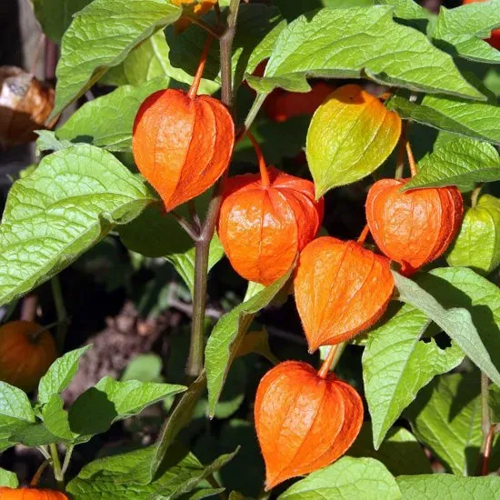 The Natural World Lampionplant plant oranje