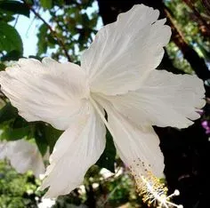 The Natural World Hibiscus Albus plant witte bloem