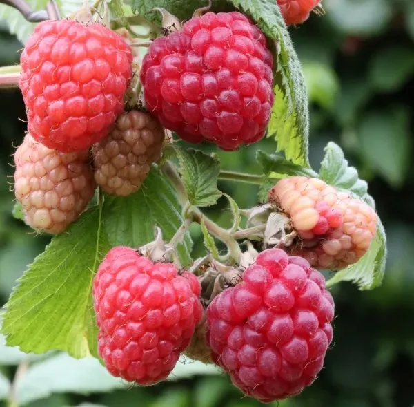 The Natural World Rubus Zefa Herbsternte framboos herfst