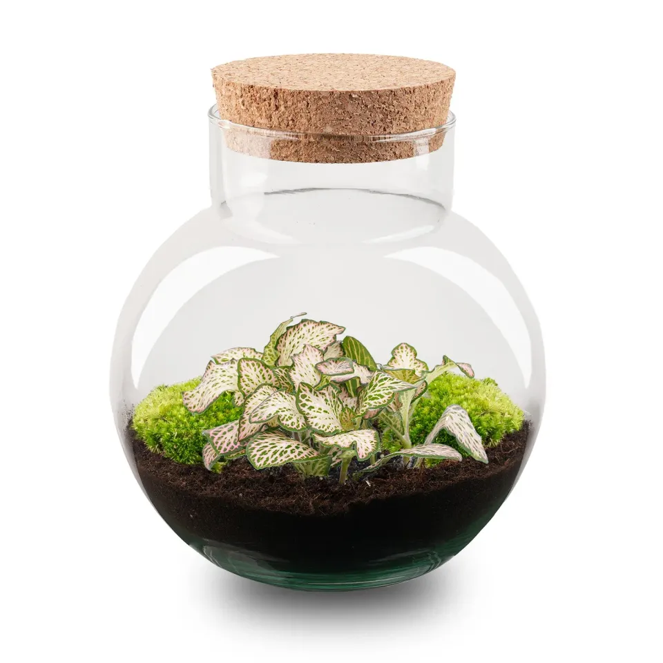 Urbanjungl Noah Fittonia Pink Tiger terrarium Ø 18,5 cm kit