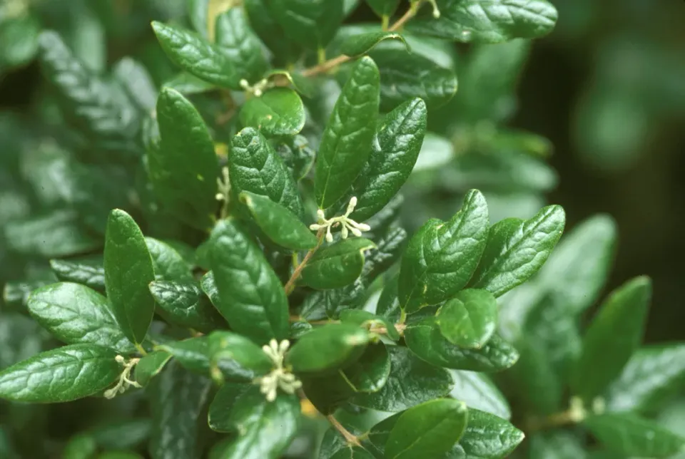 The Natural World Peumus boldus plant wintergroen