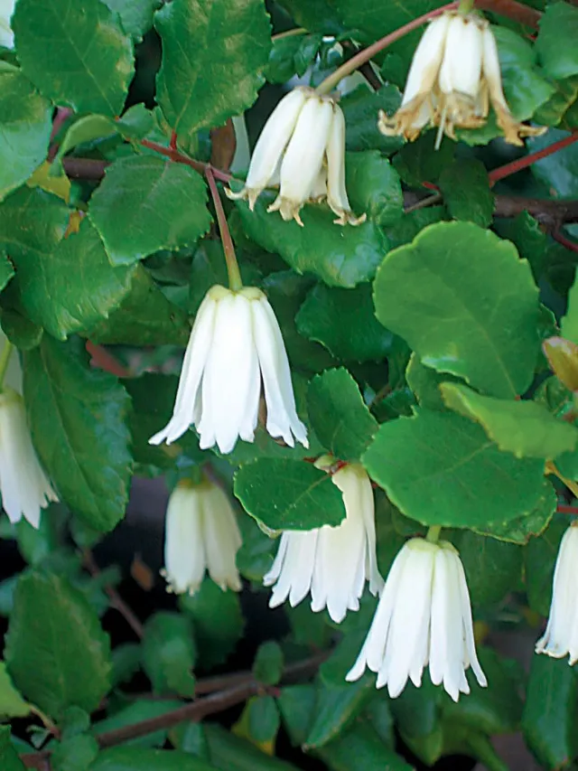 The Natural World Crinodendron patagua plant wintergroen