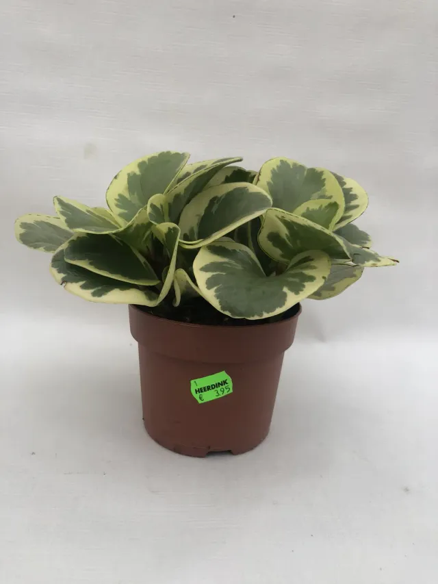 Tuincentrum Heerdink Peperomia obtusifolia Variegata kamerplant bont