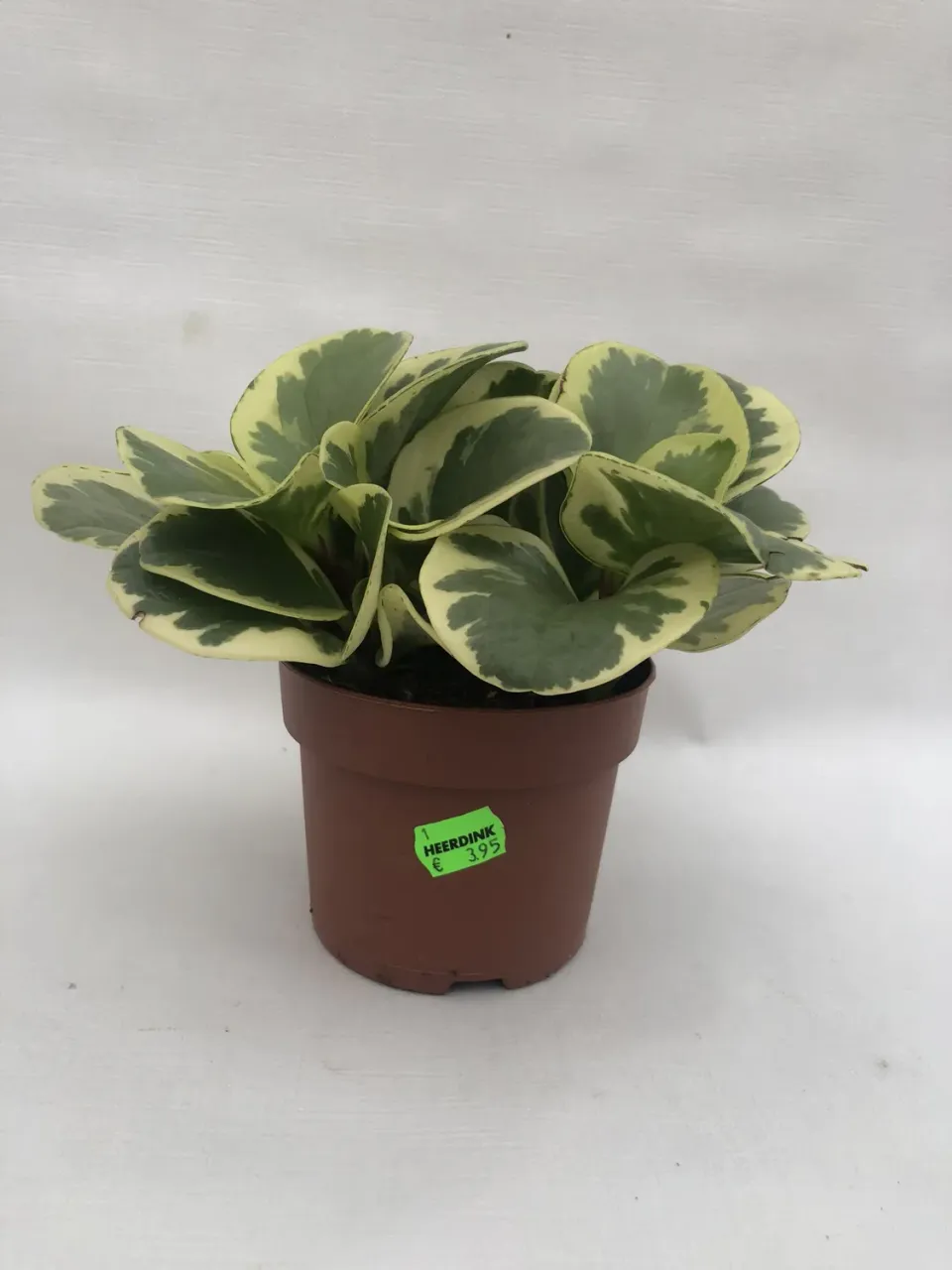 Tuincentrum Heerdink Peperomia obtusifolia Variegata kamerplant bont