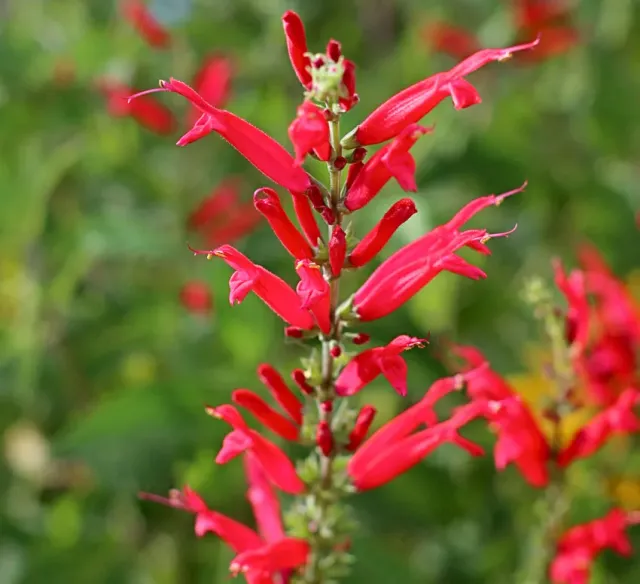 The Natural World Salvia rutilans Pineapple ananassalieplant