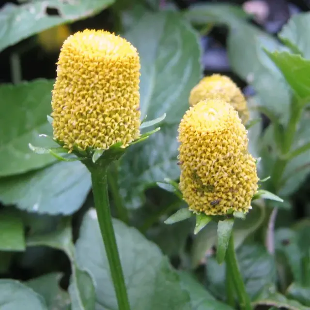 The Natural World ABC kruid champagneblad plant tintelend