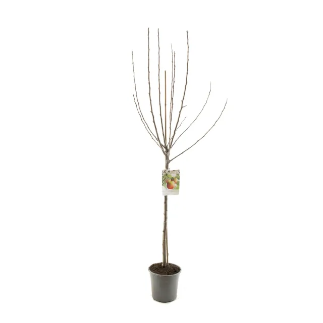 Tuincentrum Heerdink Notarisappel appelboom handappel eetbaar
