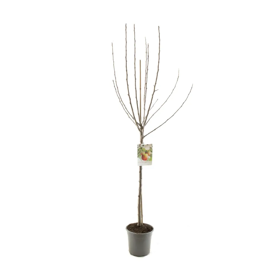 Tuincentrum Heerdink Notarisappel appelboom handappel eetbaar