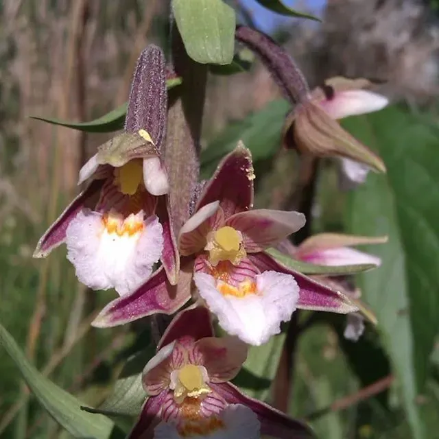 The Natural World Epipactis palustris orchidee P9