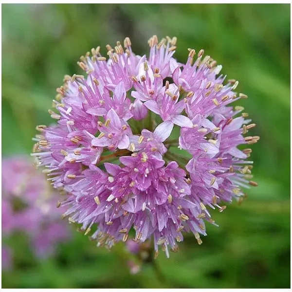 The Natural World Allium senescens glaucum plant P9 eetbaar