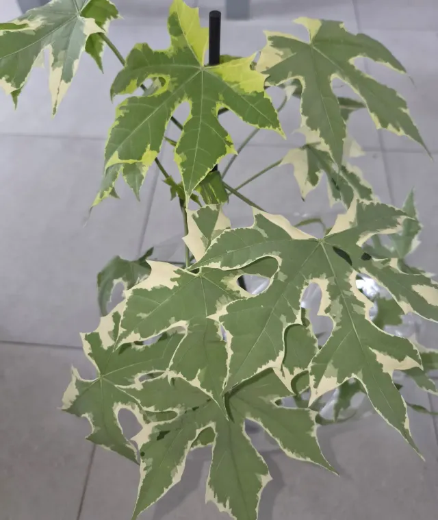 The Natural World Cnidoscolus Chaya plant bont blad
