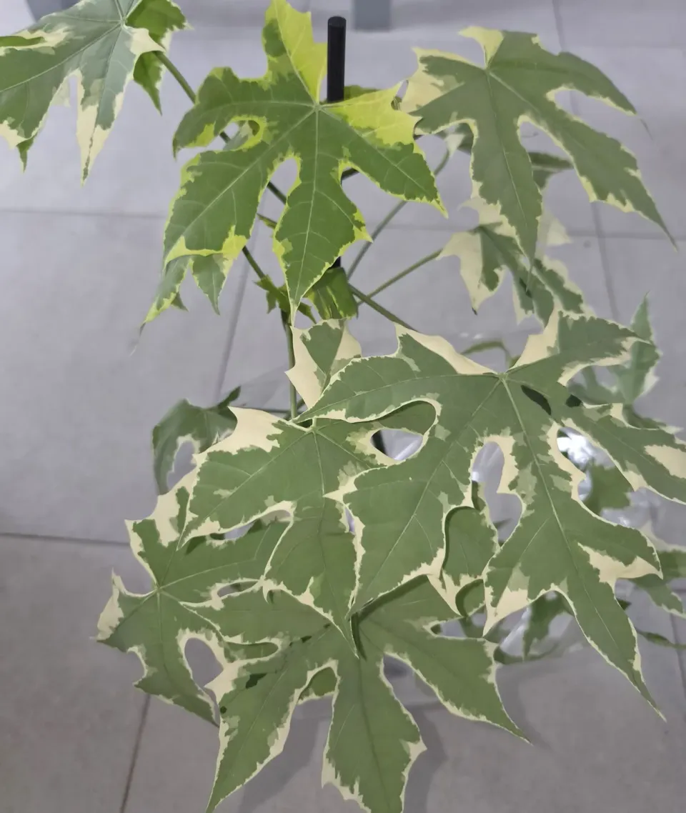 The Natural World Cnidoscolus Chaya plant bont blad
