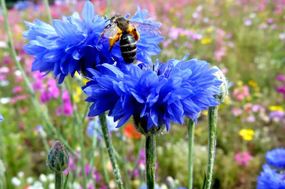 The Natural World Centaurea cyanus korenbloem eetbaar
