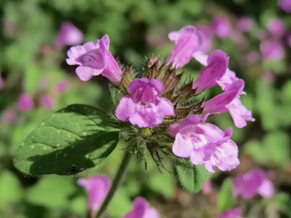 The Natural World Borstelkrans plant roodbloeiend