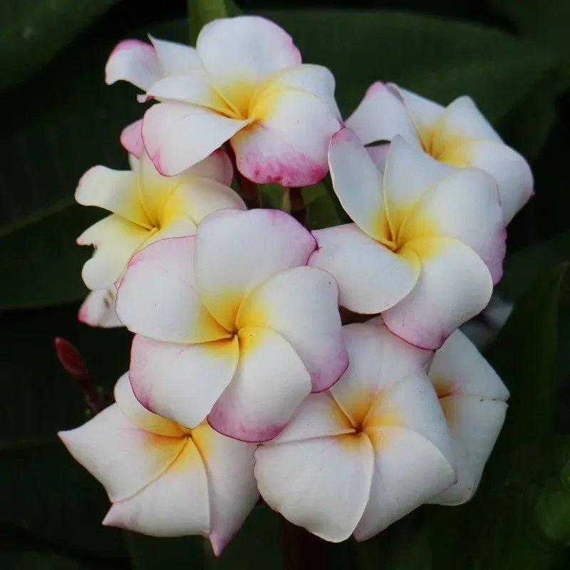 The Natural World Plumeria rubra Mini White plant wit