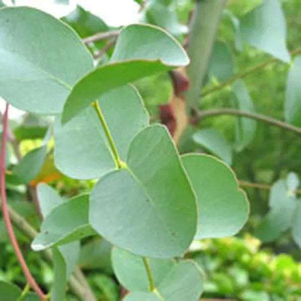 The Natural World Eucalyptus globulus plant P11