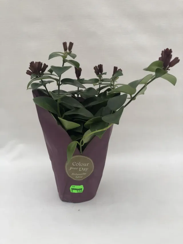 Tuincentrum Heerdink Aeschynanthus Mona Lisa lipstickplant 25 cm hangplant