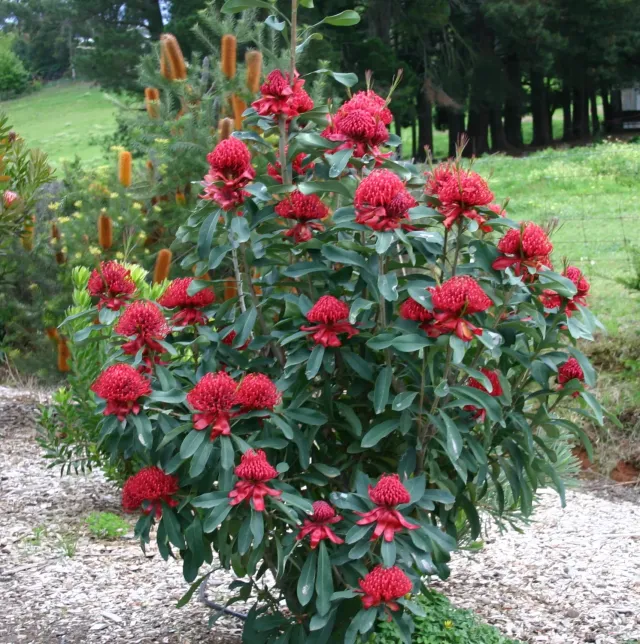 The Natural World Telopea Shady Lady Red plant rood