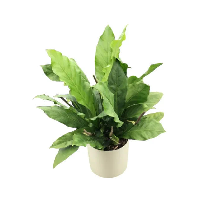XL-Bloom YoungPlants XLB.07 jonge plant Jenmanii
