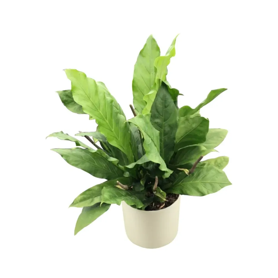 XL-Bloom YoungPlants XLB.07 jonge plant Jenmanii