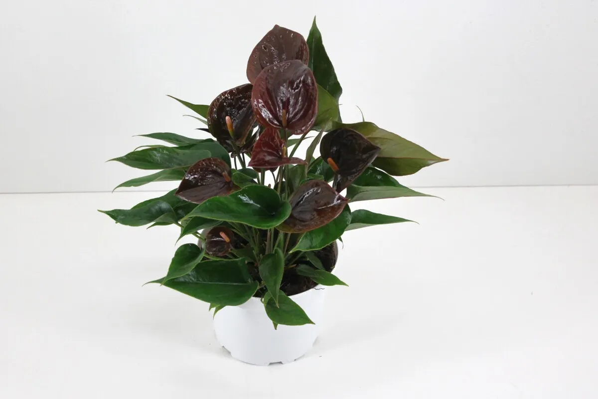 XL-Bloom YoungPlants XL.106 Chelsey Chocolate plant P6