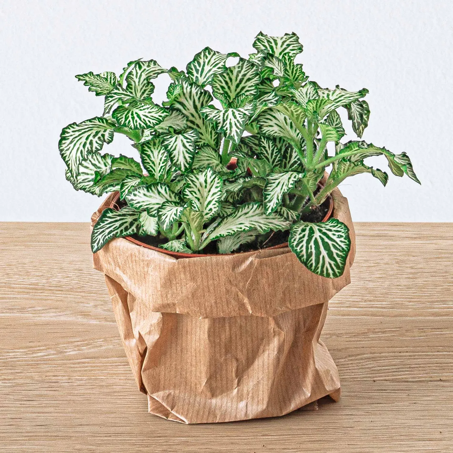 Urbanjungl Fittonia White Tiger mozaiekplant 10 cm terrarium