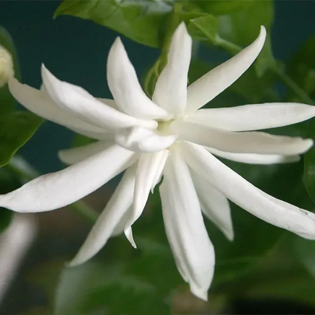 The Natural World Jasminum sambac Belle of India jasmijn geurend