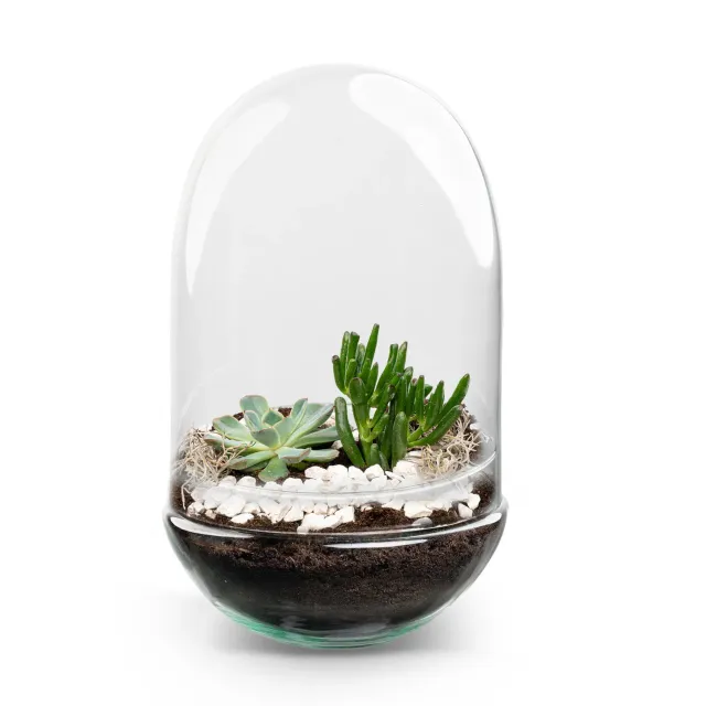 Urbanjungl Egg XL terrarium DIY kit 2 succulenten