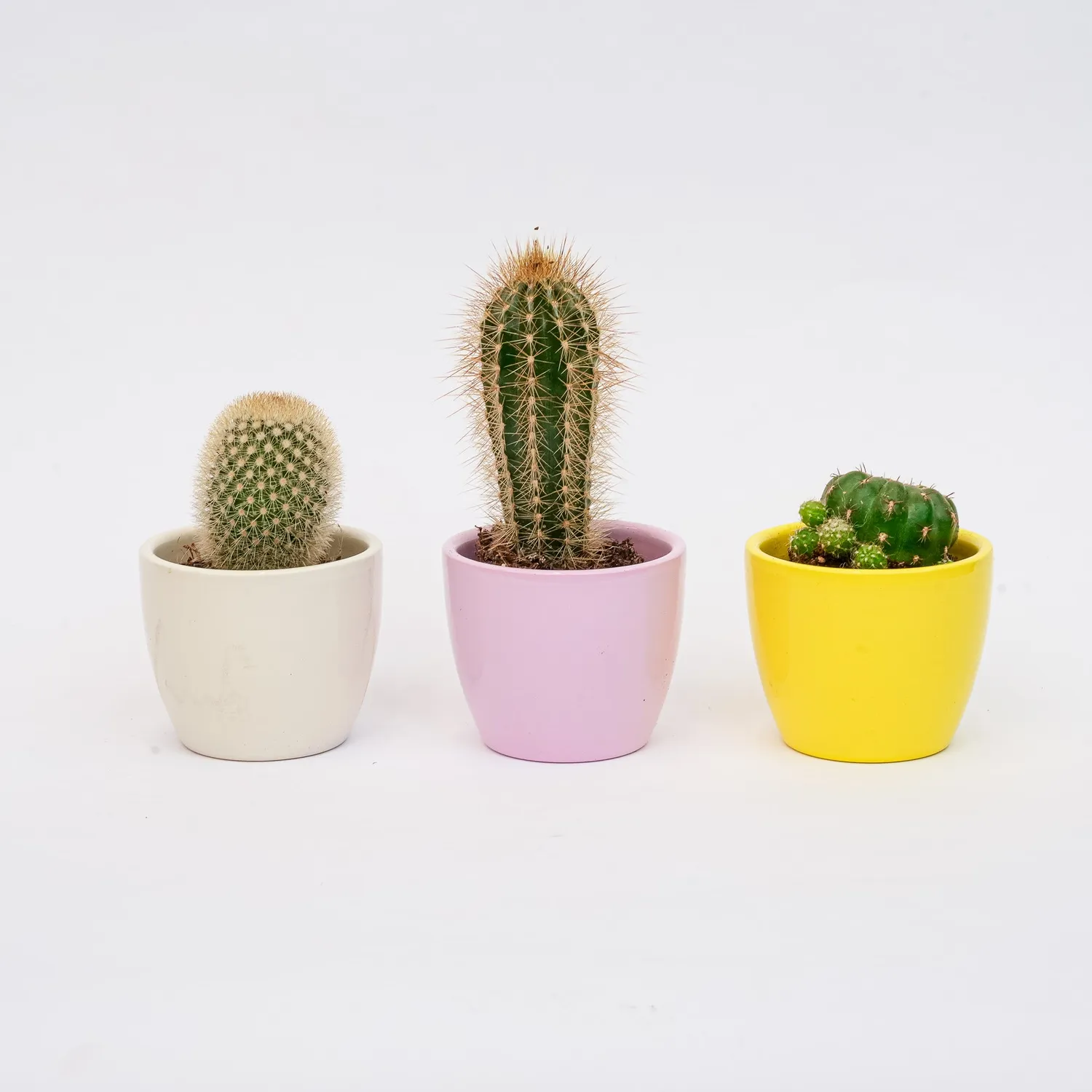 Urbanjungl Pastel Spring plantenset vetplanten 3 stuks Ø 6 cm
