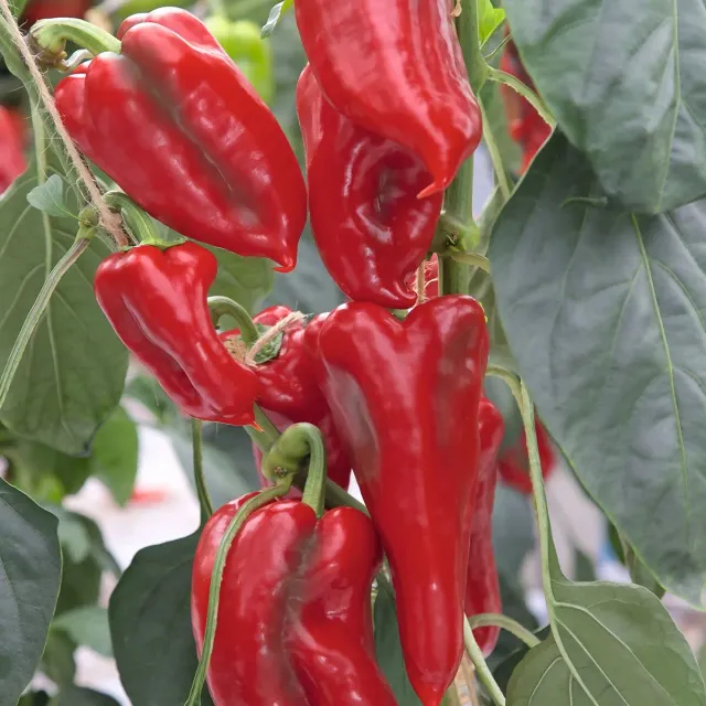 The Natural World Paprika Kapiya UV Vertus plant zoet