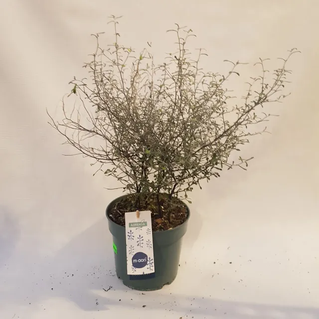 Tuincentrum Heerdink Corokia Maori Green zigzagplant 50 cm pot 17