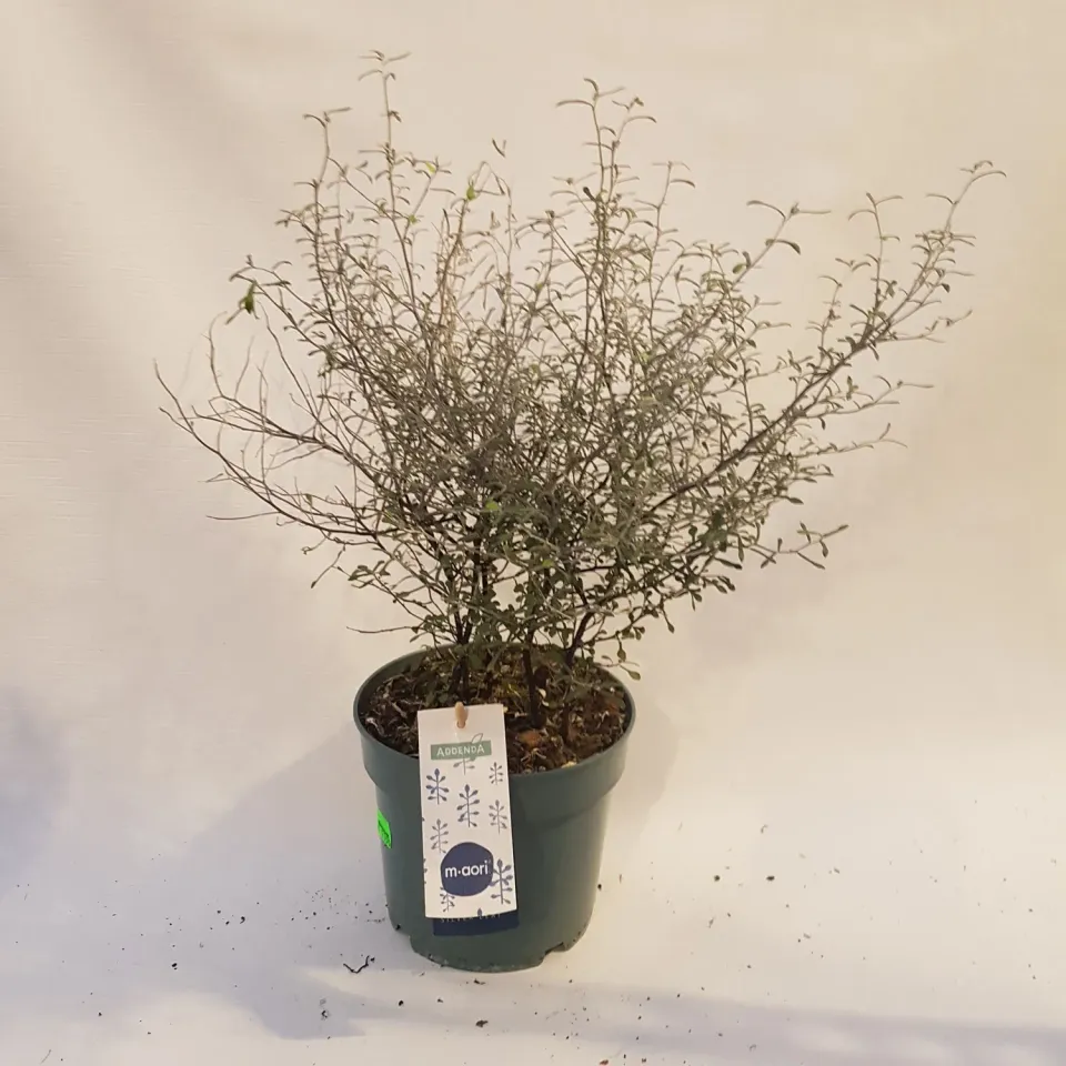 Tuincentrum Heerdink Corokia Maori Green zigzagplant 50 cm pot 17