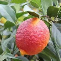 The Natural World Citrus x limon Rosso citroenboom eetbaar