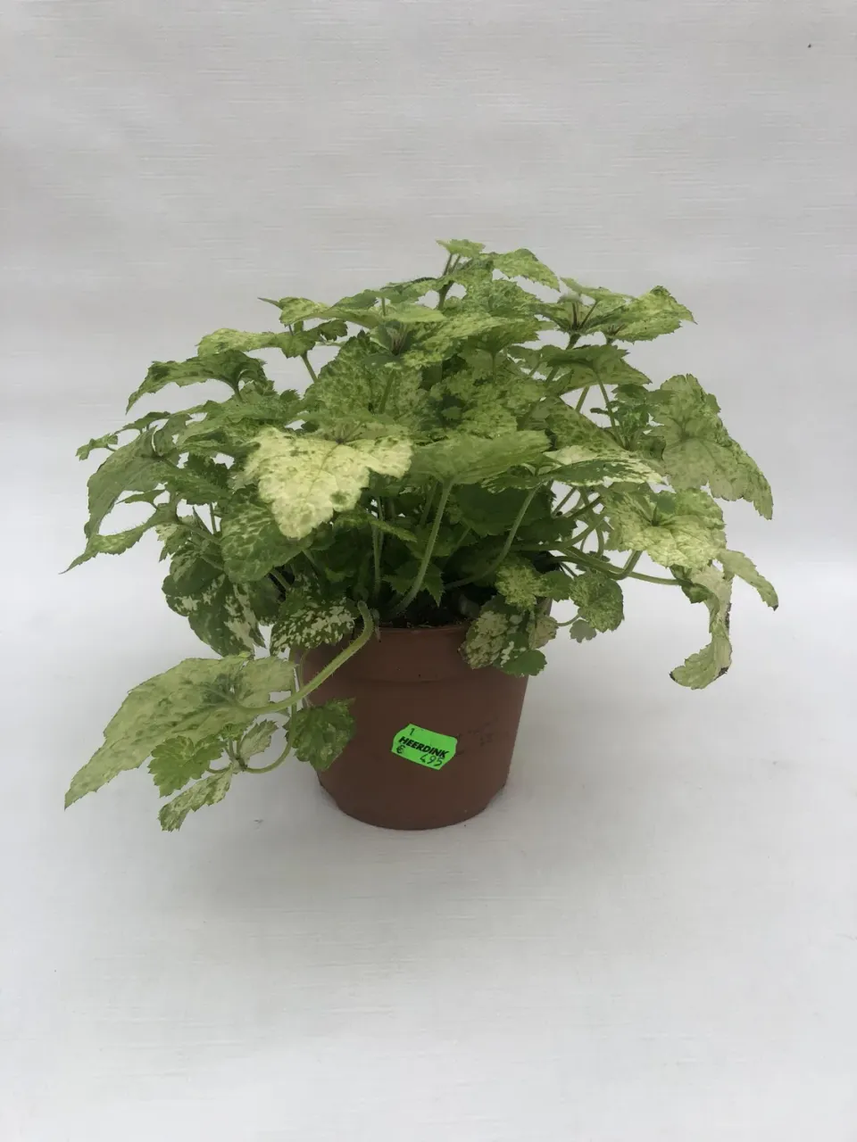 Tolmiea menziesii kindje op moeders schoot kamerplant